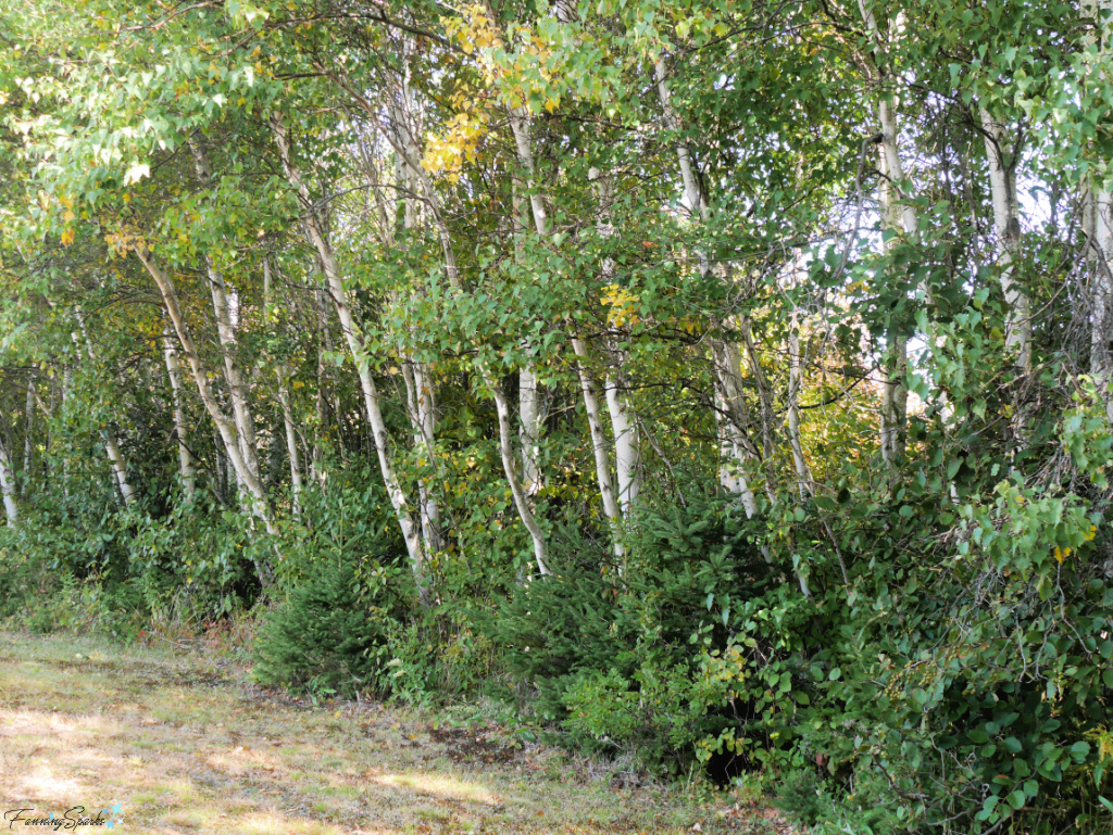 Birch Trees Line the Lawn at Sunrise Trail House   @FanningSparks