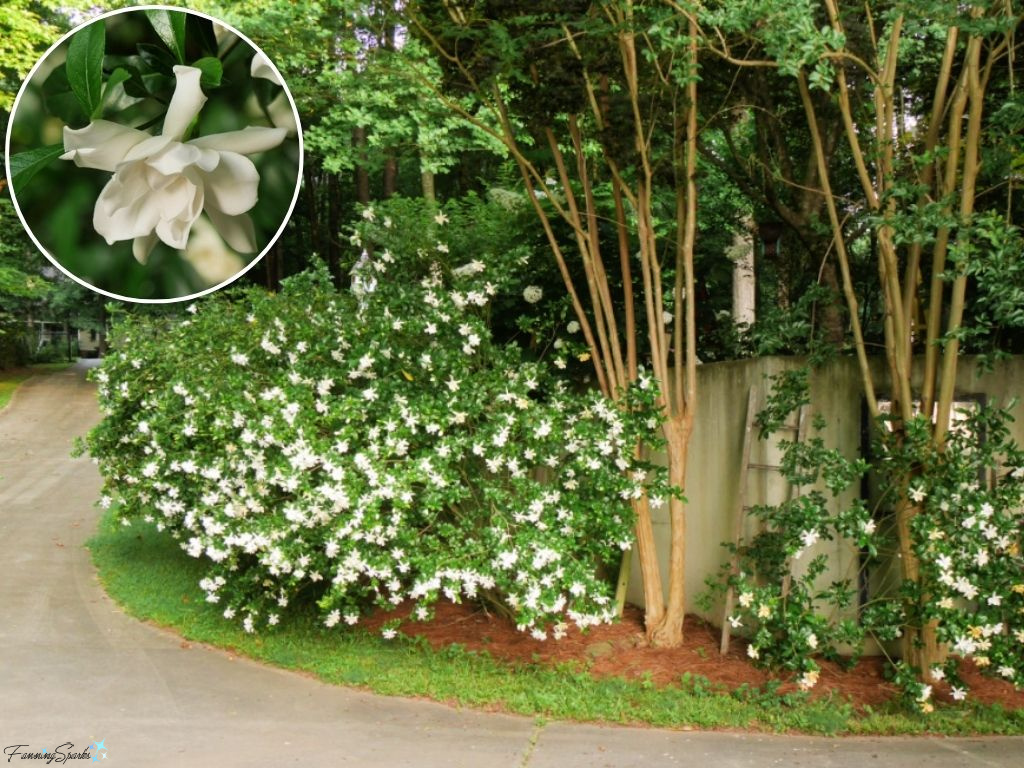 Driveway at Lake Oconee House with Gardenias   @FanningSparks