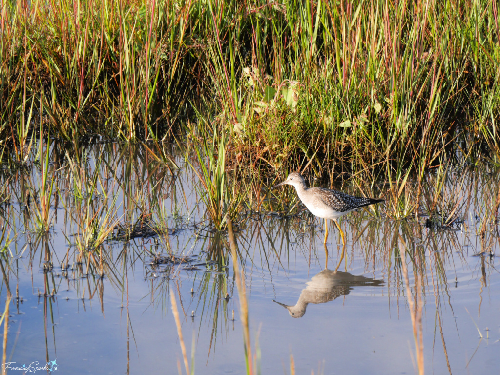 Lesser Yellowlegs (Tringa flavipes) on Salt Marsh Trail NS   @FanningSparks