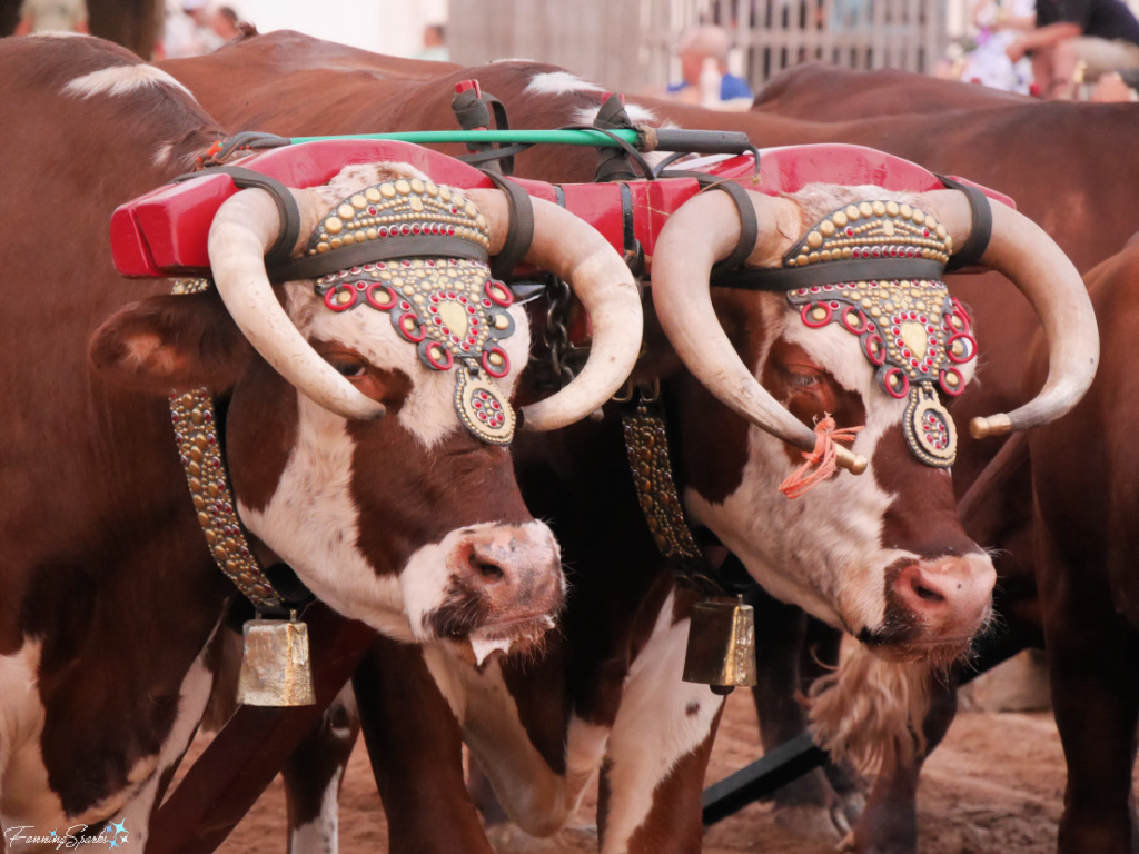 Oxen Team Waits Patiently at Halifax County Ox Pull in NS   @FanningSparks