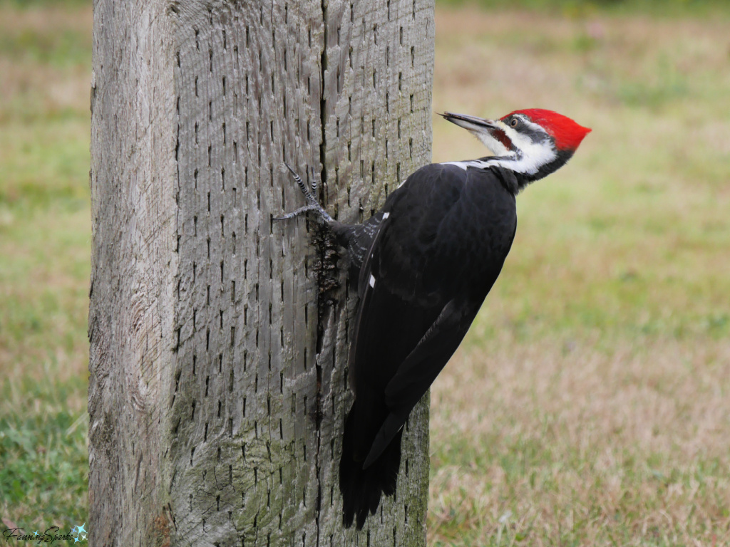 Pileated Woodpecker (Dryocopus pileatus) in Halifax NS   @FanningSparks