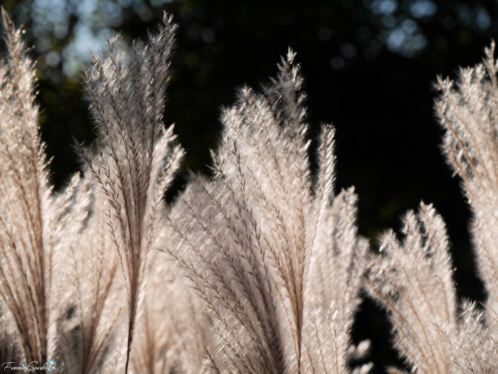 Sunlit Seed Plumes on Grasses   @FanningSparks