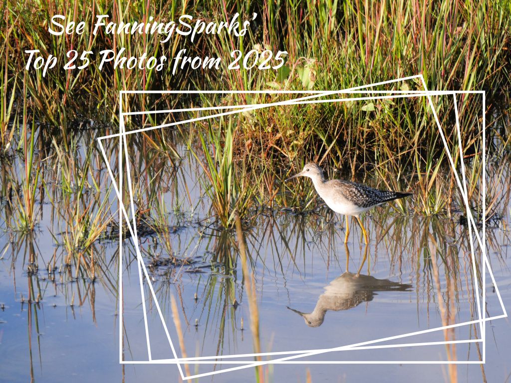 Top 25 Photos from 2025 Promo @FanningSparks