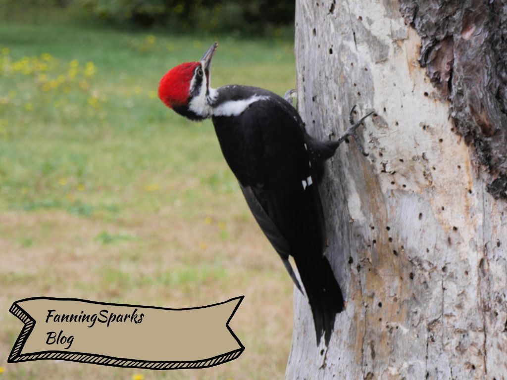 FanningSparks Blog Section   @FanningSparks    