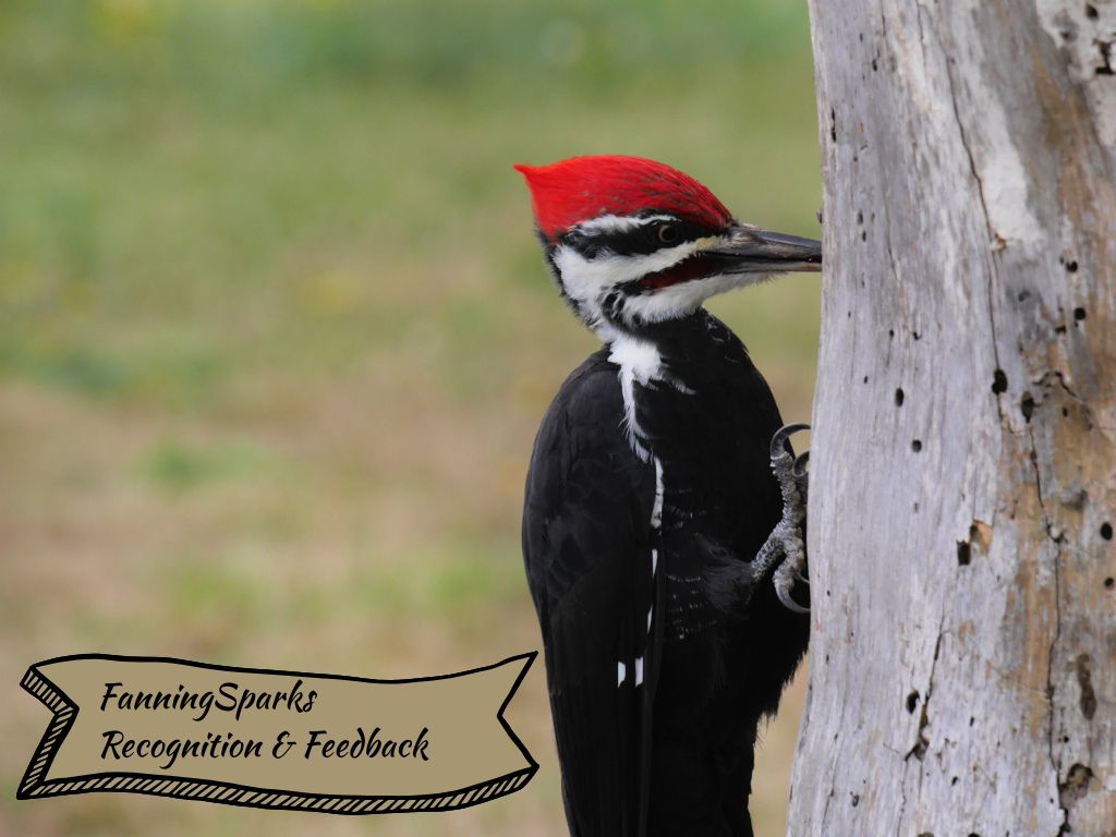 FanningSparks Recognition and Feedback Section   @FanningSparks    