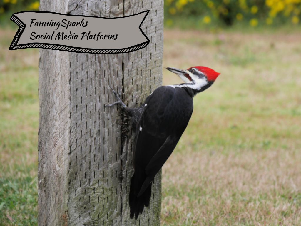 FanningSparks Social Media Platforms Section   @FanningSparks    