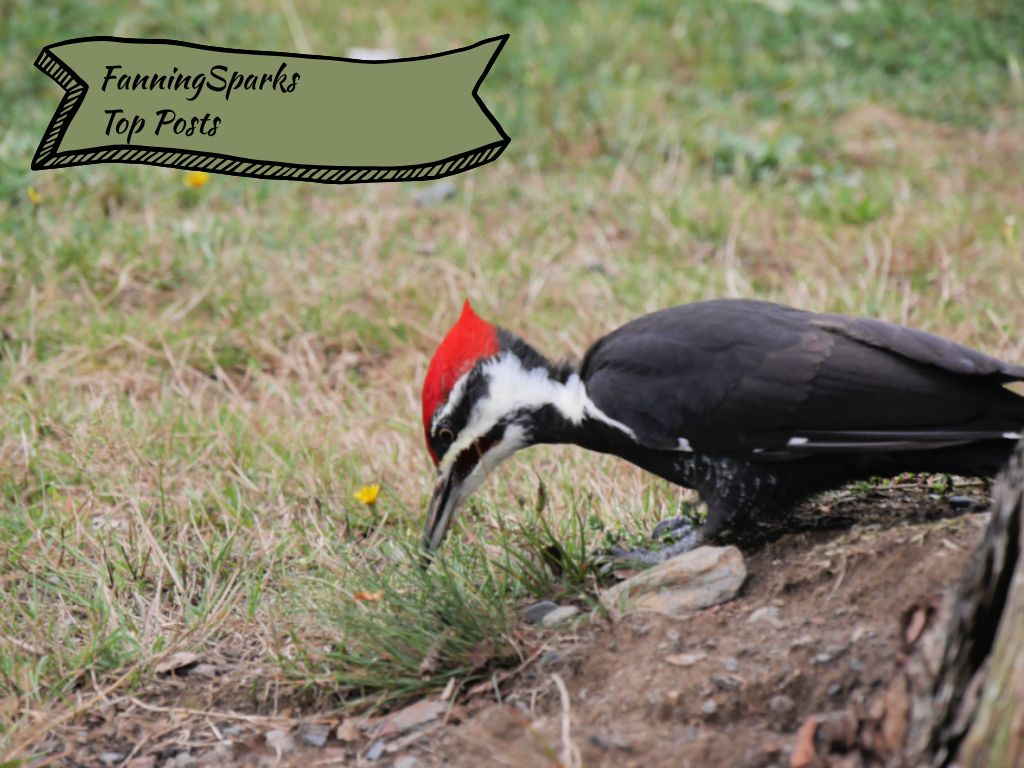 FanningSparks Top Posts Section   @FanningSparks    