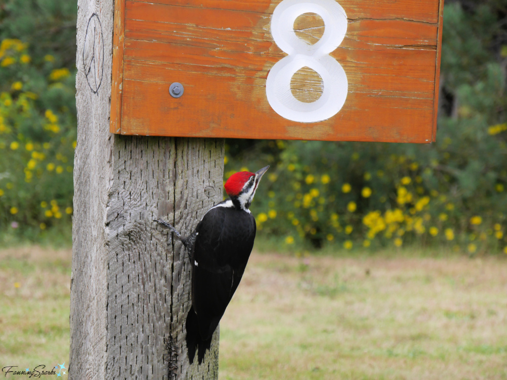 Pileated Woodpecker Dryocopus pileatus Looking at Number 8   @FanningSparks    