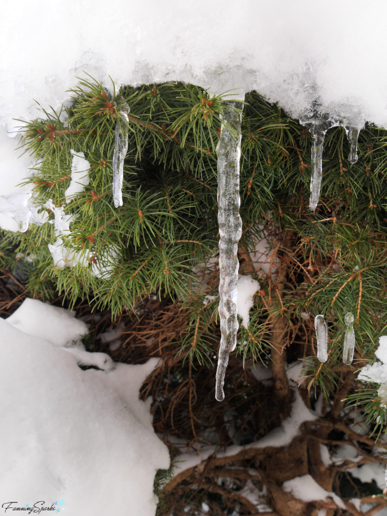 Icicles on Evergreen at Sunrise Trail House   @FanningSparks