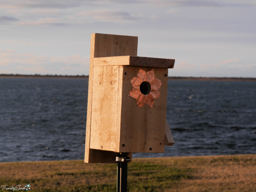 My New Tree Swallow Nest Box at Sunrise Trail House   @FanningSparks