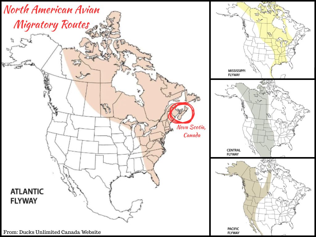 North America Avian Migratory Routes   @FanningSparks