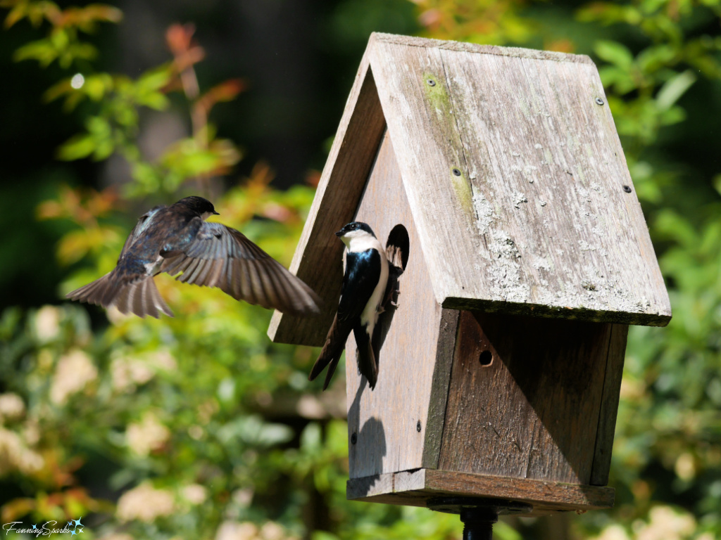 Pair of Tree Swallows (Tachycineta bicolor) at Birdhouse   @FanningSparks