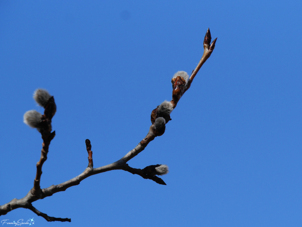 Pussy Willow (Salix discolor) Buds with Blue Sky   @FanningSparks