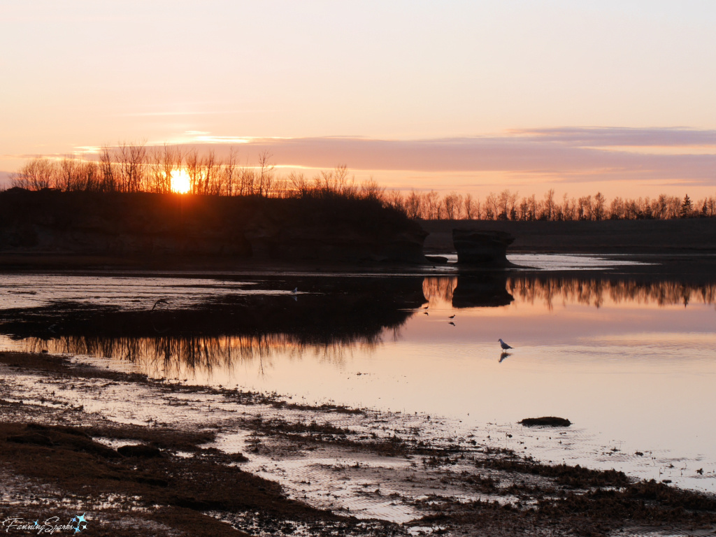 Shorebirds in the Harbour at Sunset in Mid-April   @FanningSparks