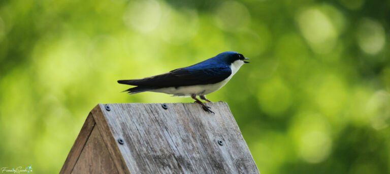 Singing Tree Swallow (Tachycineta bicolor) fea @FanningSparks