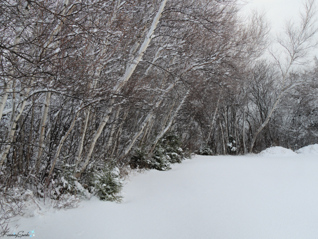 Snow-Covered Leaning Birch Trees at Sunrise Trail House in March   @FanningSparks