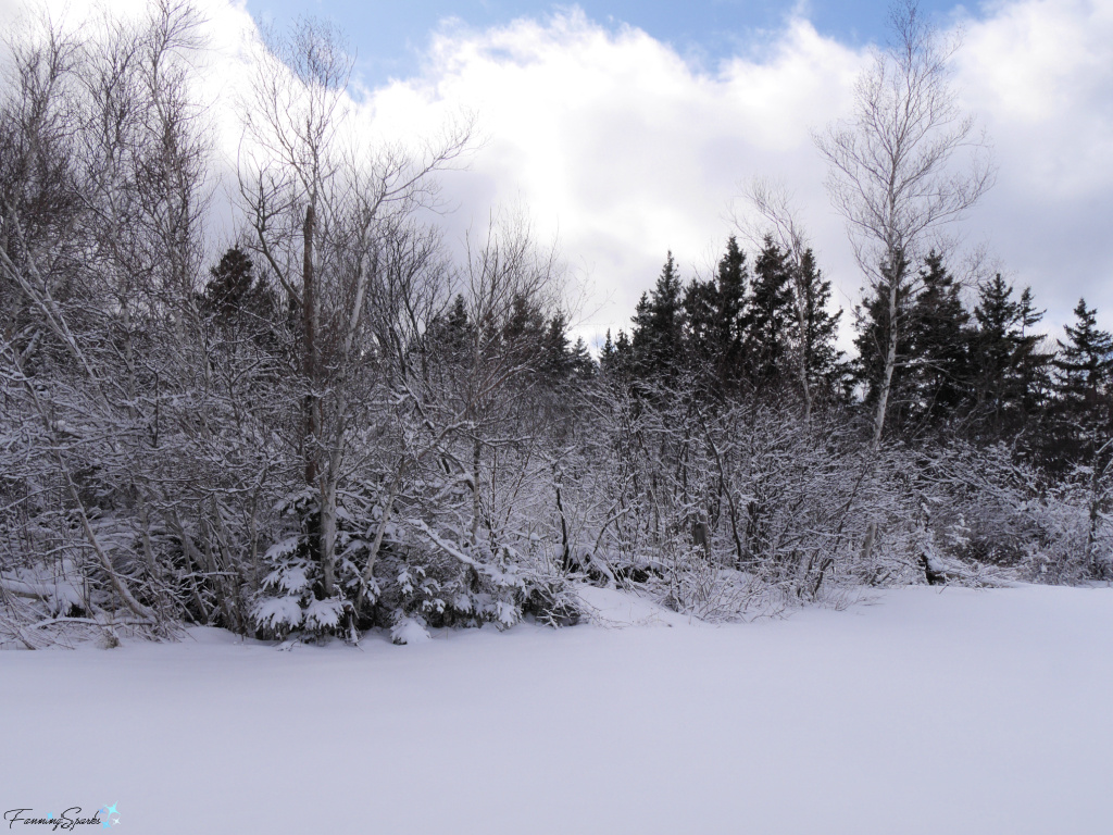 Snow-Covered Trees Along Wooded Edge at Sunrise Trail House in March   @FanningSparks