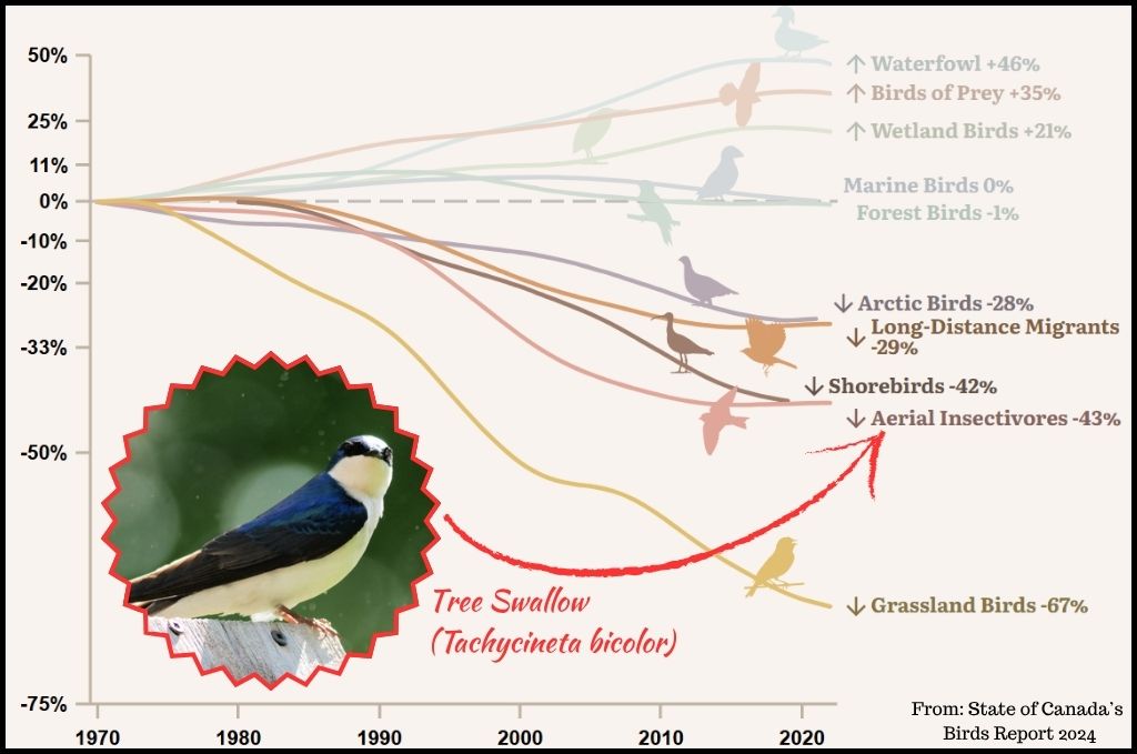 State of Canadas Birds Report – Canadas Birds at a Glance - With Tree Swallow Highlighted   @FanningSparks