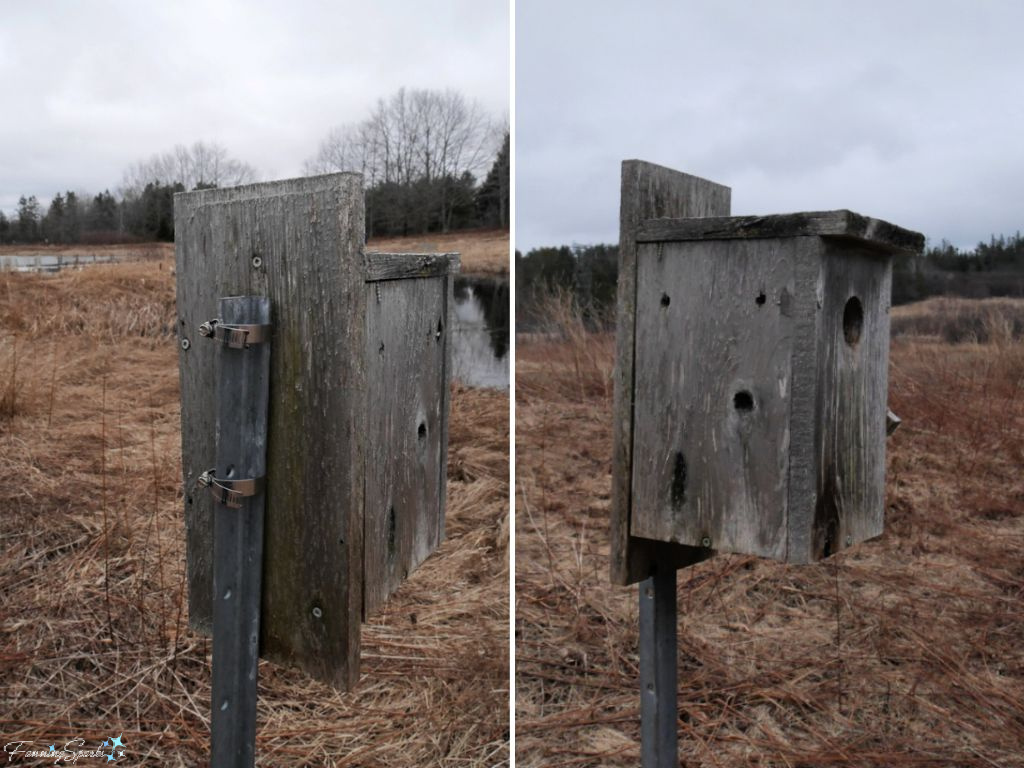 Tree Swallow Nest Box Closeup at Wetland Centre at Shubenacadie Provincial Wildlife Park   @FanningSparks
