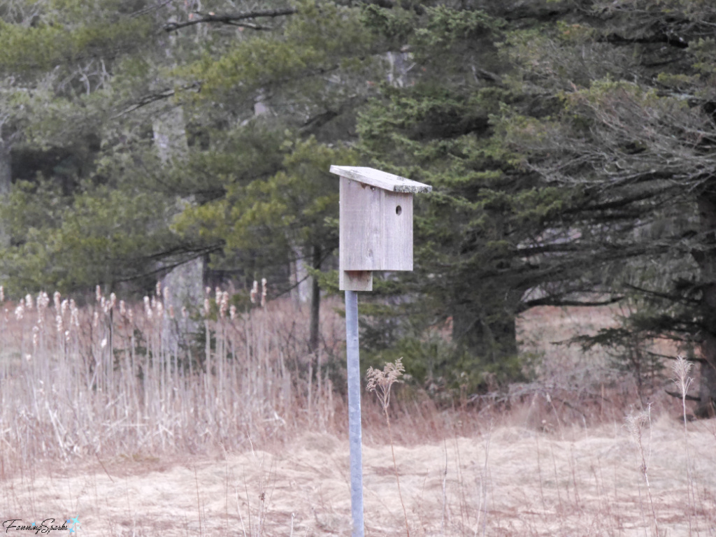 Tree Swallow Nest Box at Wetland Centre at Shubenacadie Provincial Wildlife Park   @FanningSparks