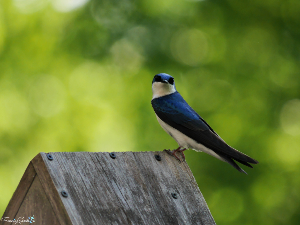 Tree Swallow (Tachycineta bicolor) Sitting on Birdhouse   @FanningSparks