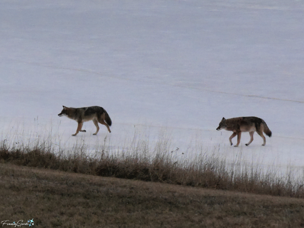 Two Coyotes (Canis latrans) Walking on Frozen Harbour   @FanningSparks