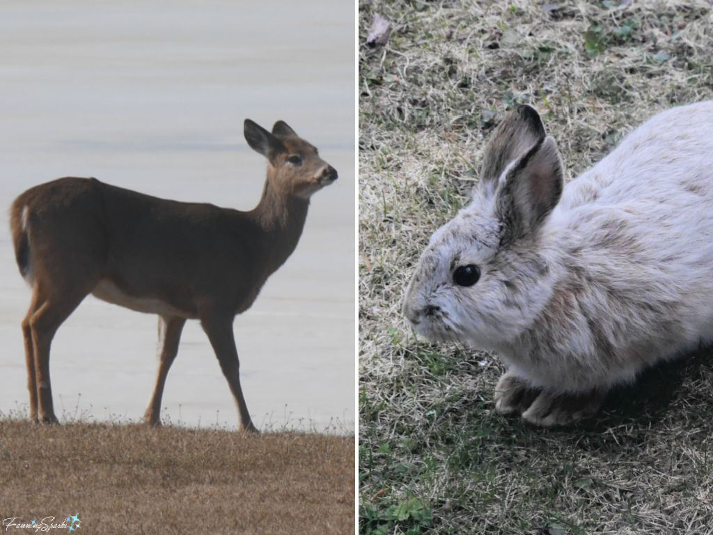 White-tailed Deer (Odocoileus virginianus) and Snowshoe Hare (Lepus americanus) in Yard   @FanningSparks
