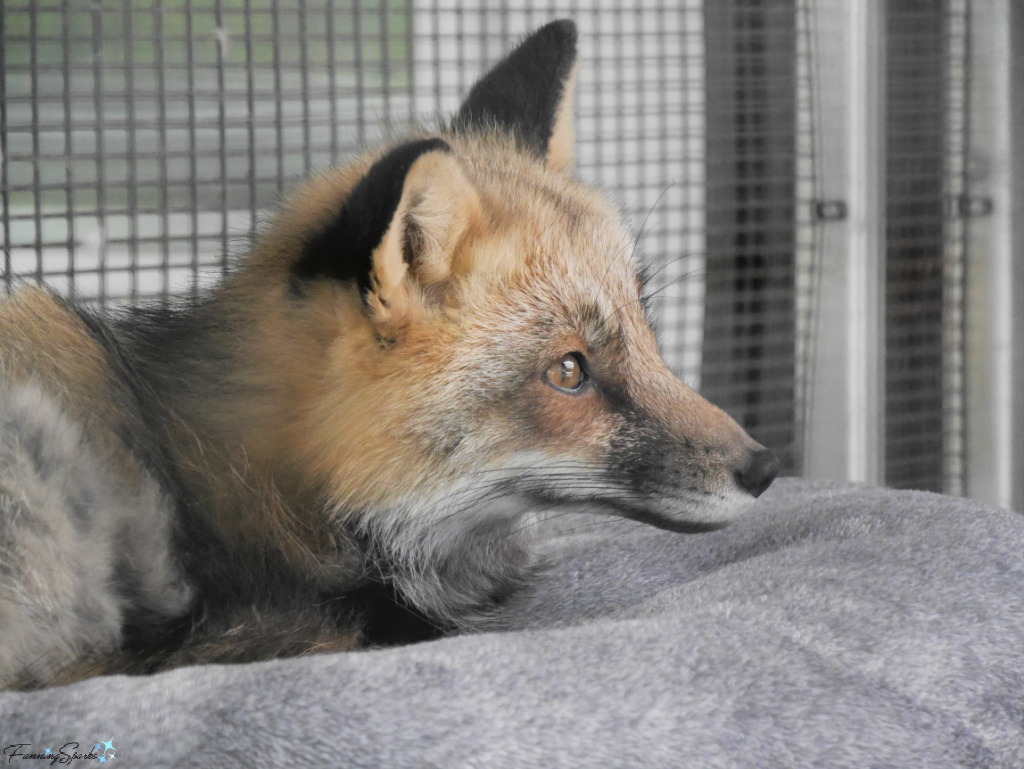 Frankie The Red Fox at Hope for Wildlife in Seaforth Nova Scotia @FanningSparks