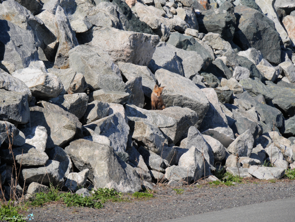 Nova Scotia Red Fox Kit Outside Den @FanningSparks
