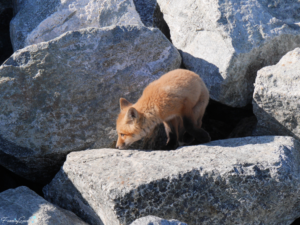 Nova Scotia Red Fox Kit Sniffing in Front of Den @FanningSparks