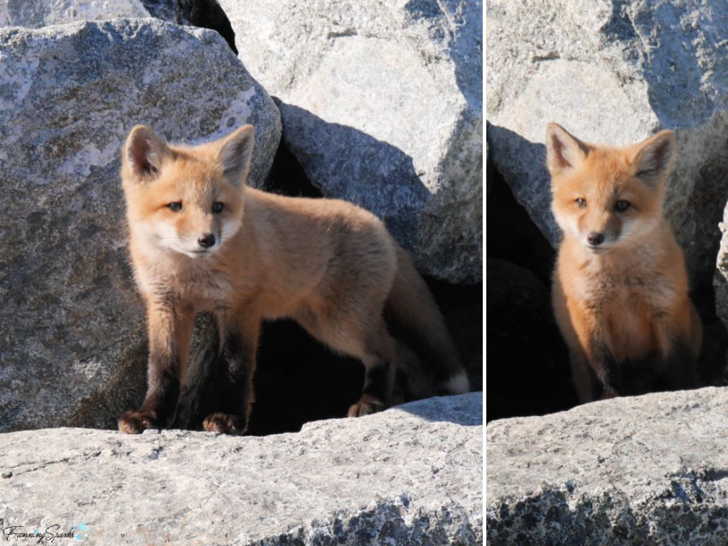 Nova Scotia Red Fox Kit Standing in Front of Den @FanningSparks