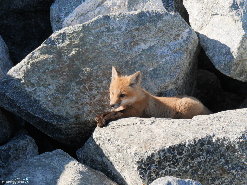Nova Scotia Red Fox Kit Stretched in Front of Den @FanningSparks