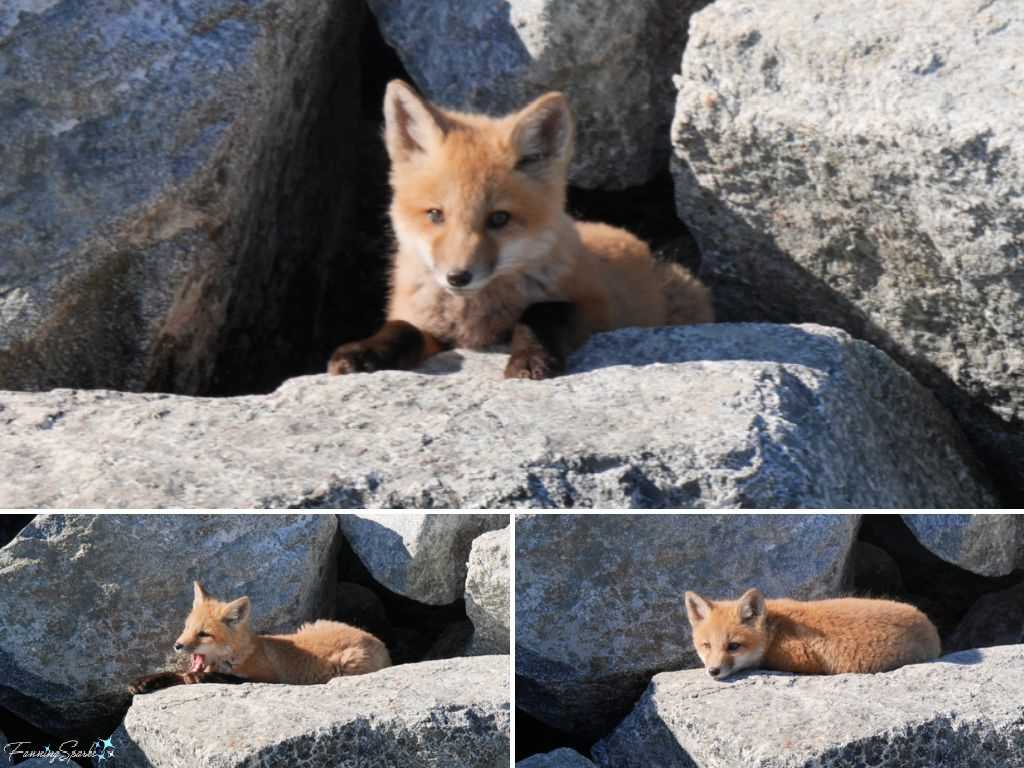 Nova Scotia Red Fox Kit in Front of Den Collage @FanningSparks
