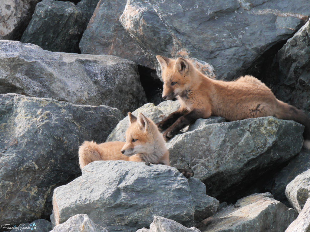Nova Scotia Red Fox Kits Looking Left in Front of Den @FanningSparks