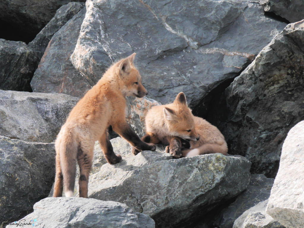 Nova Scotia Red Fox Kits Looking Right in Front of Den @FanningSparks