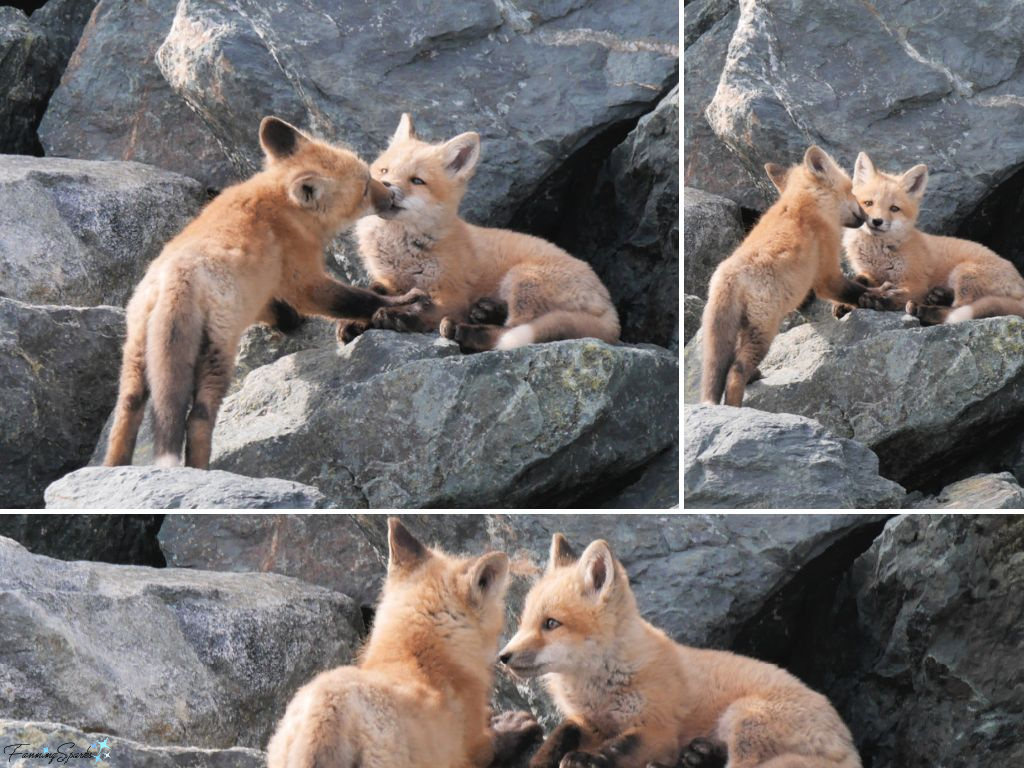 Nova Scotia Red Fox Kits Nuzzling in Front of Den @FanningSparks