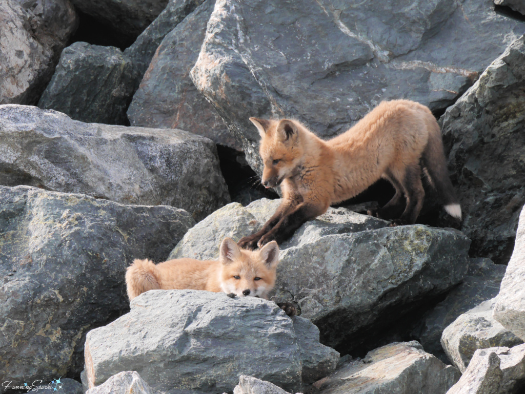 Nova Scotia Red Fox Kits Settling in Front of Den @FanningSparks