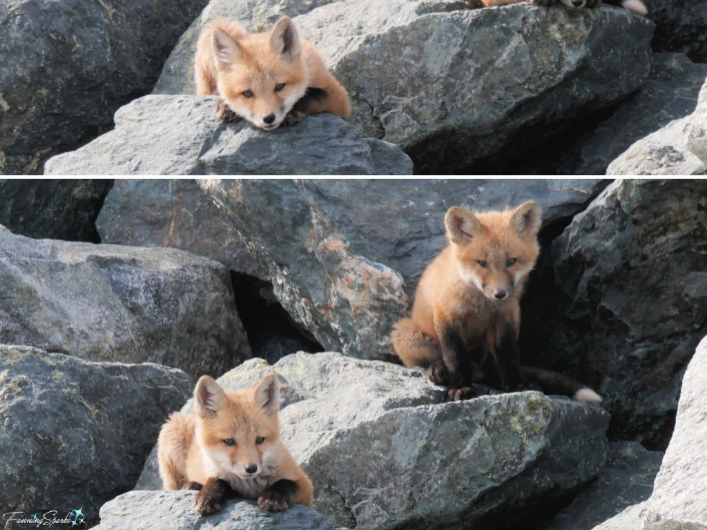 Nova Scotia Red Fox Kits in Front of Den @FanningSparks