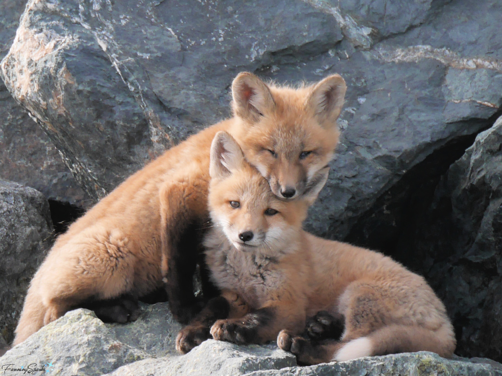 Nova Scotia Red Fox Kits with Heads on Top of Each Other @FanningSparks