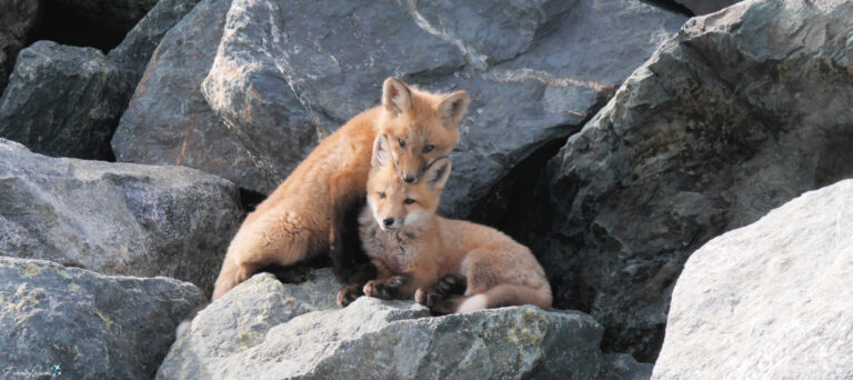 The Quick Red Fox Nova Scotia Red Fox Kits with Heads on Top of Each Other 420 fea @FanningSparks