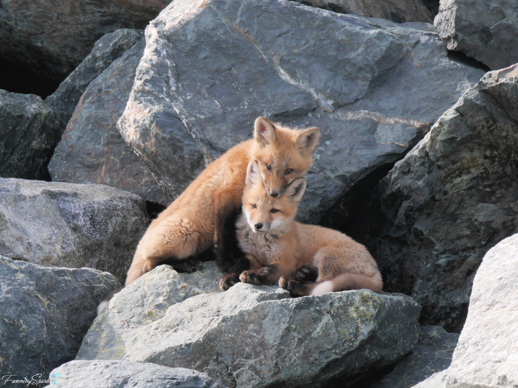 Nova Scotia Red Fox Kits with Heads on Top of Each Other 420 @FanningSparks