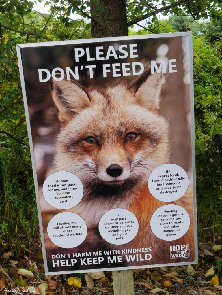 Please Don’t Feed the Foxes Poster from Hope for Wildlife @FanningSparks