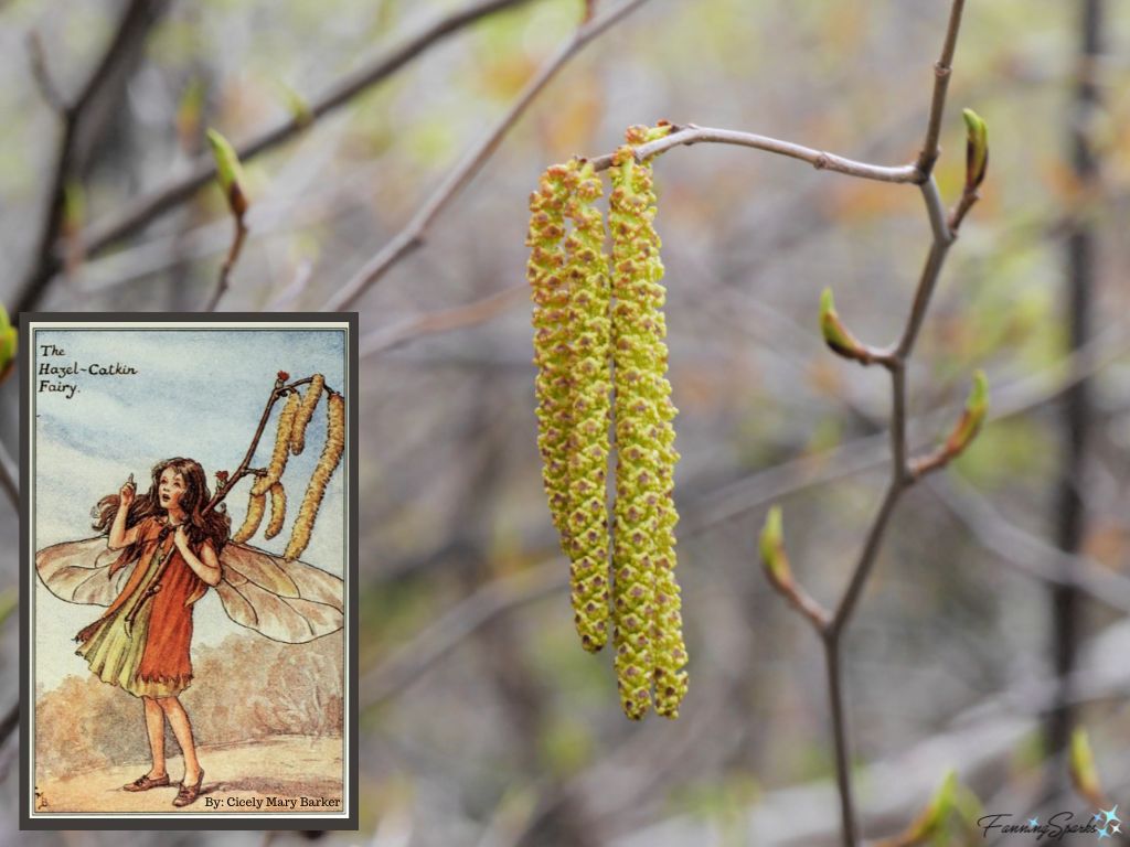 Alder Male Catkins in Mid-May in Nova Scotia  @FanningSparks