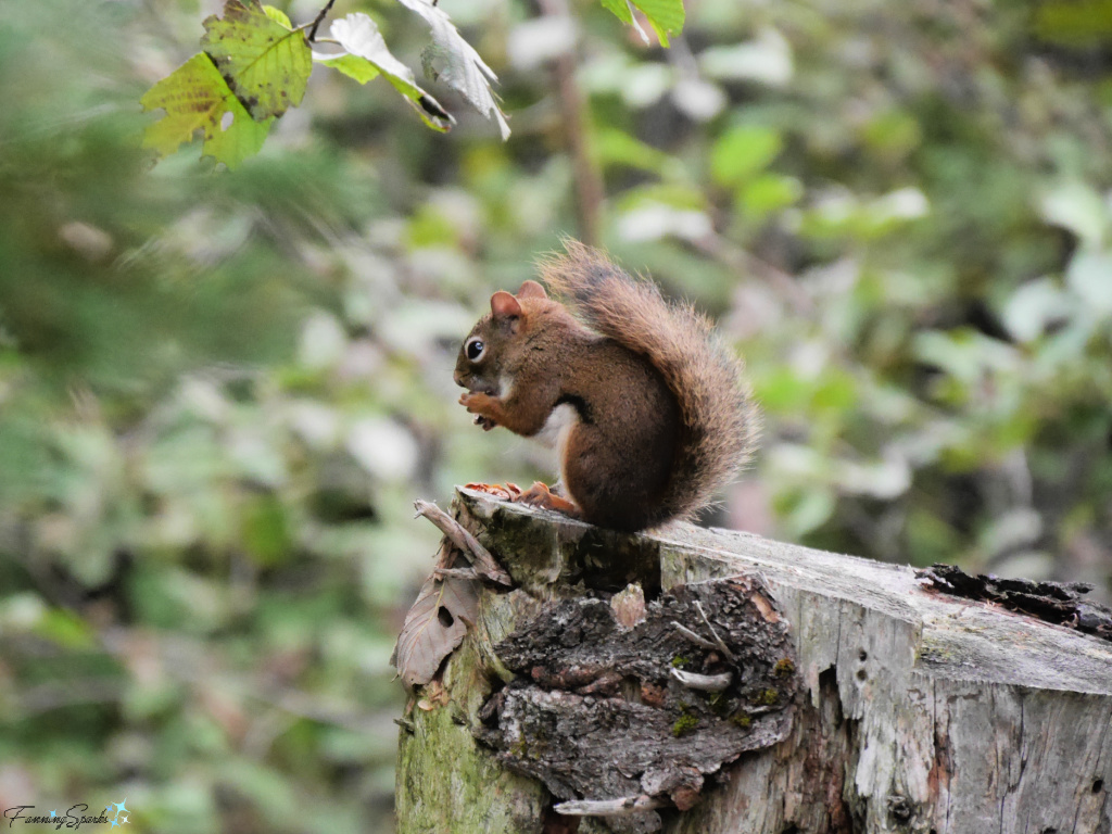 American Red Squirrel (Tamiasciurus hudsonicus) Eating While on Tree Stump   @FanningSparks