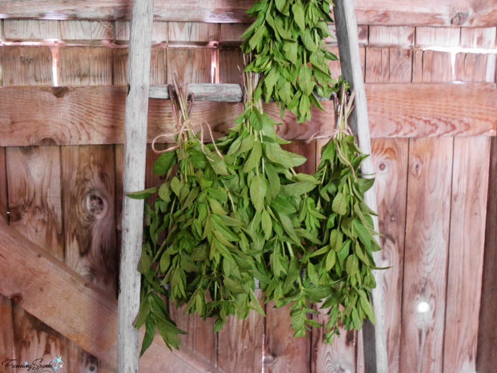 Bundles of Mint Hanging to Dry on Ladder   @FanningSparks