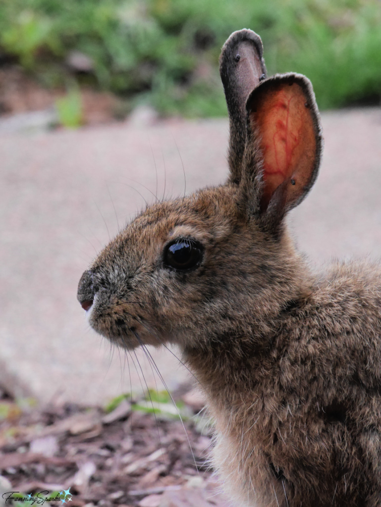 Closeup of Snowshoe Hare (Lepus americanus)   @FanningSparks
