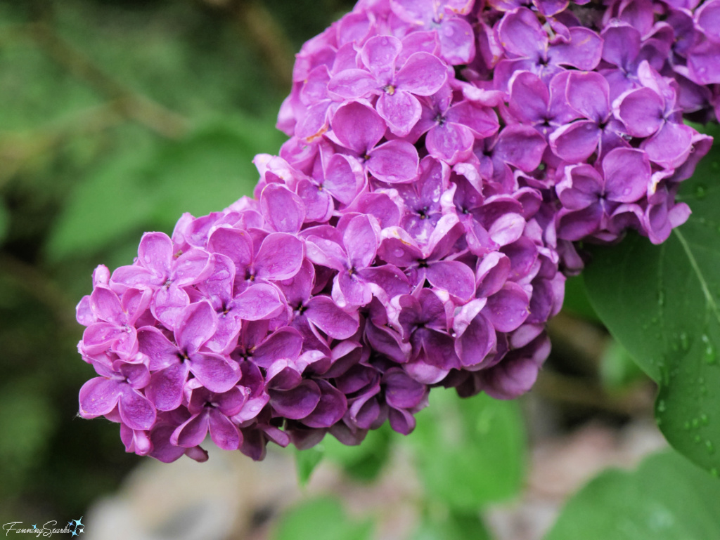 Common Purple Lilac (Syringa vulgaris) Bloom Details   @FanningSparks