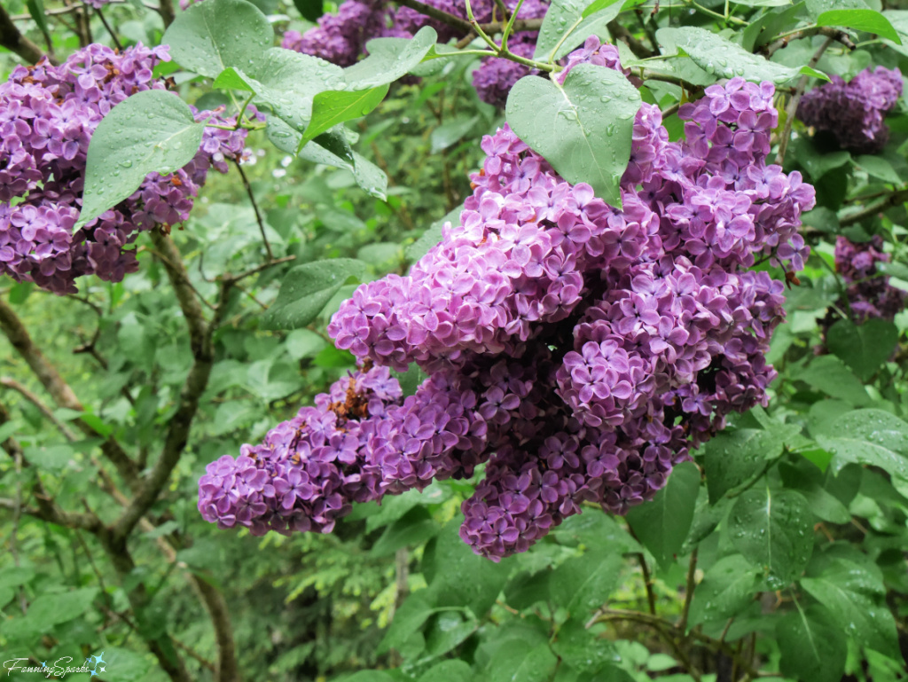 Common Purple Lilac (Syringa vulgaris) in Full Bloom   @FanningSparks