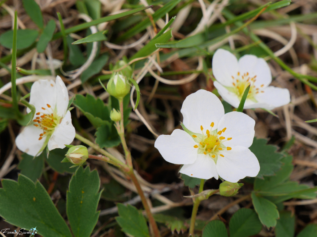Common Wild Strawberry Blossoms   @FanningSparks