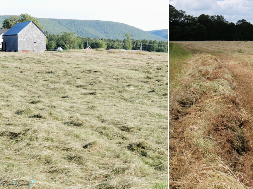 Cut Grass Drying for Haymaking   @FanningSparks